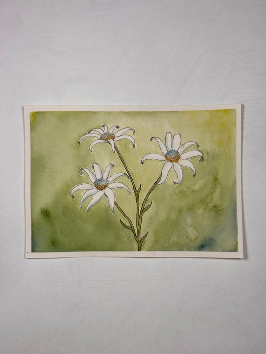 'Flannel Flowers'
