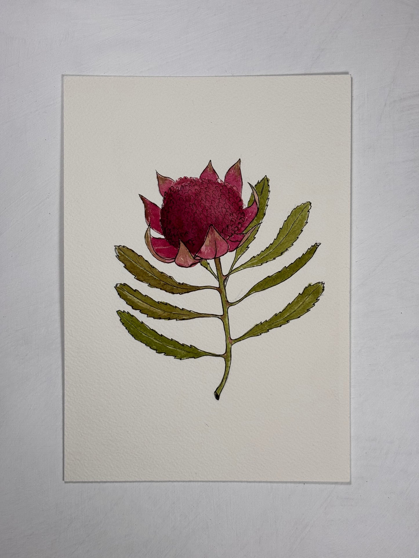 'Waratah'
