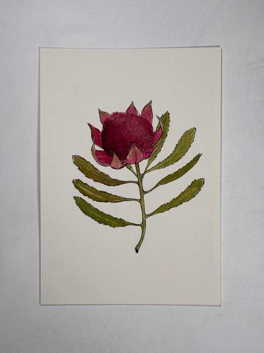 'Waratah'