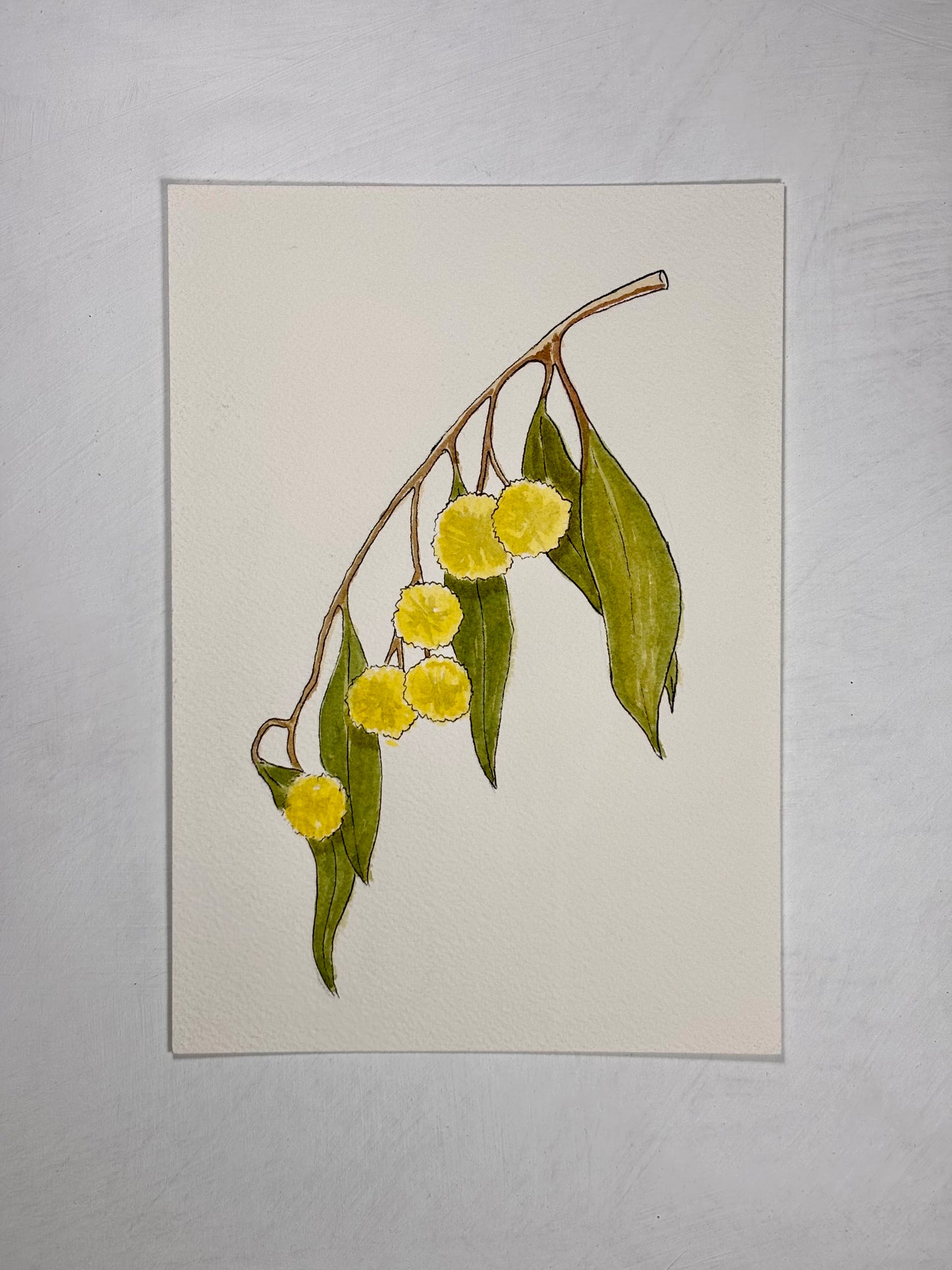 'Golden Wattle'