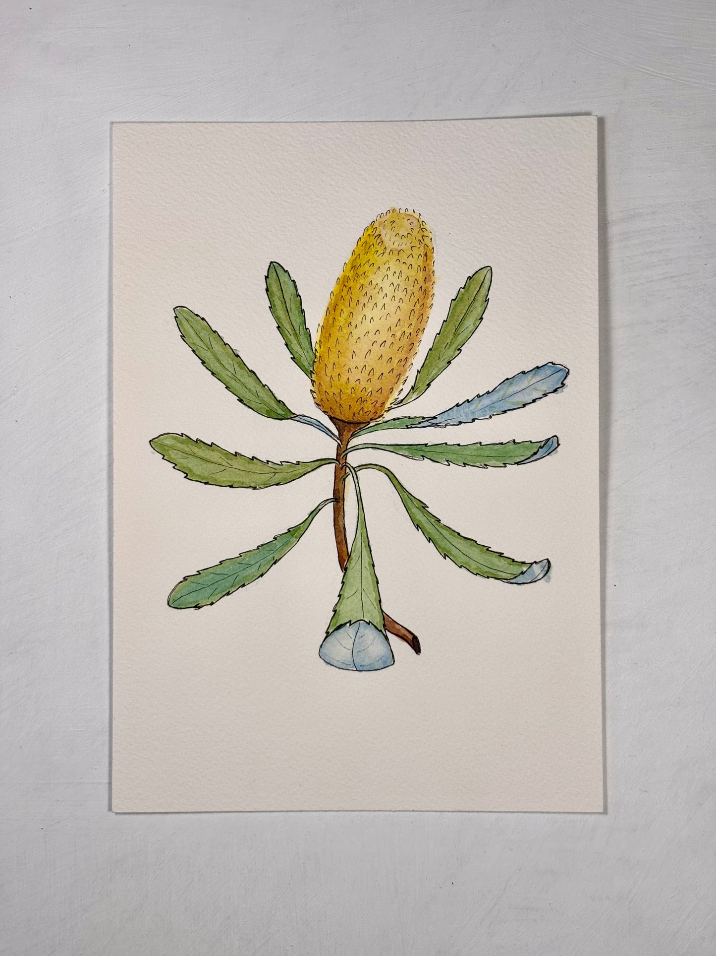 'Banksia'