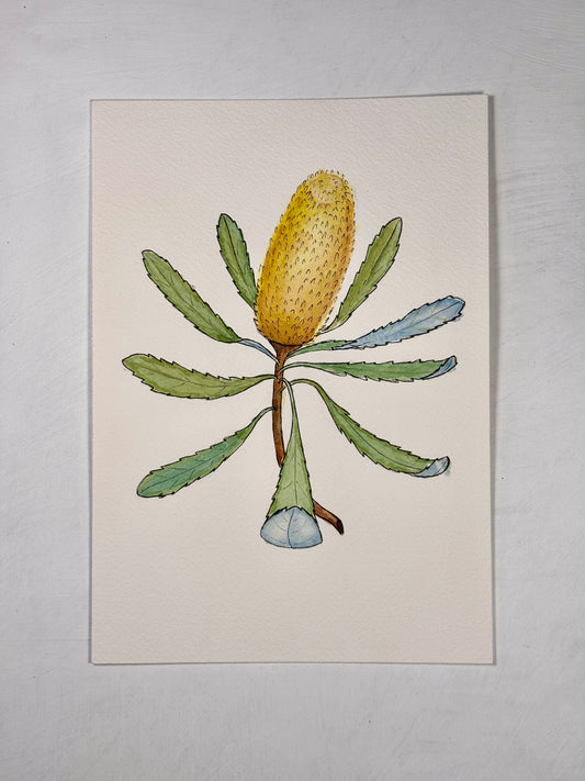 'Banksia'